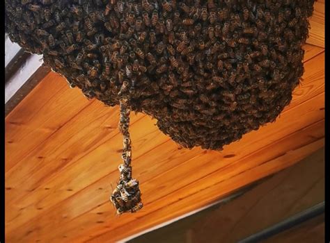 八字忌什麼 蜜蜂来家里做窝